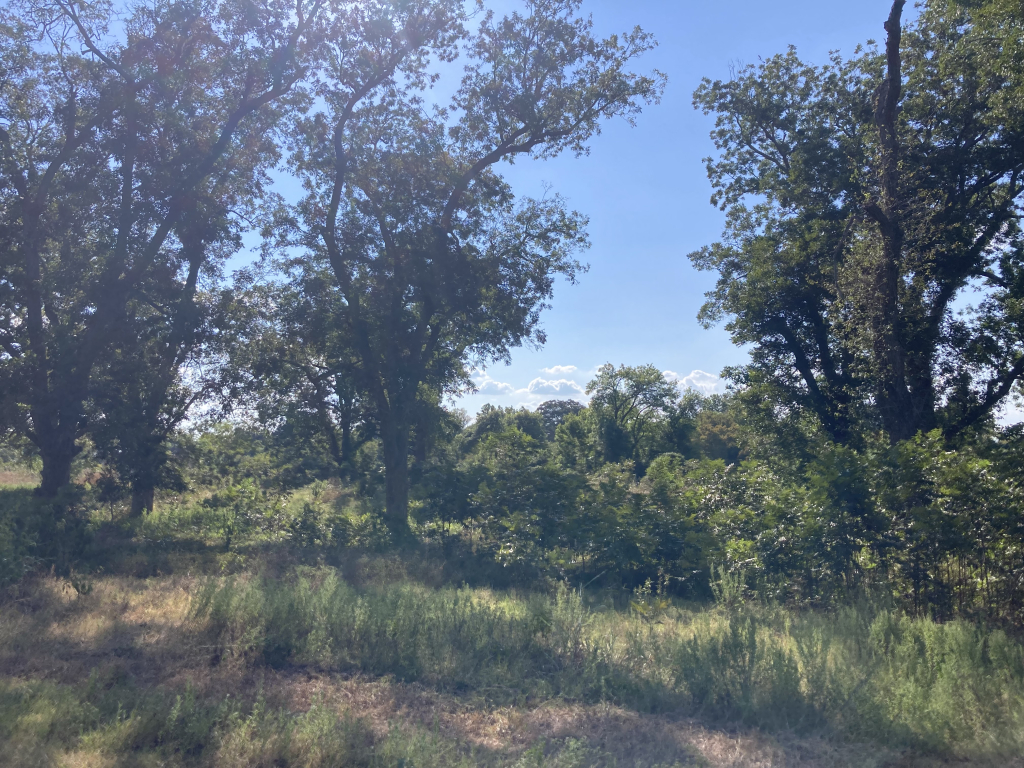 Trees